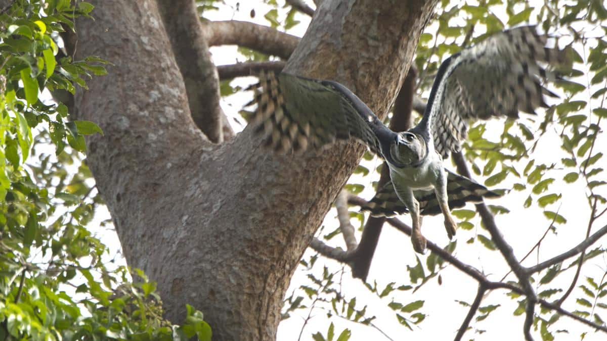 <wbr />A harpy eagle with her nest.