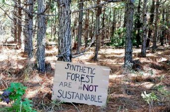 Southeast Is Ground Zero for Genetically Engineered Trees