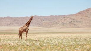 Green Groups Sue to Get Giraffes on Endangered Species List