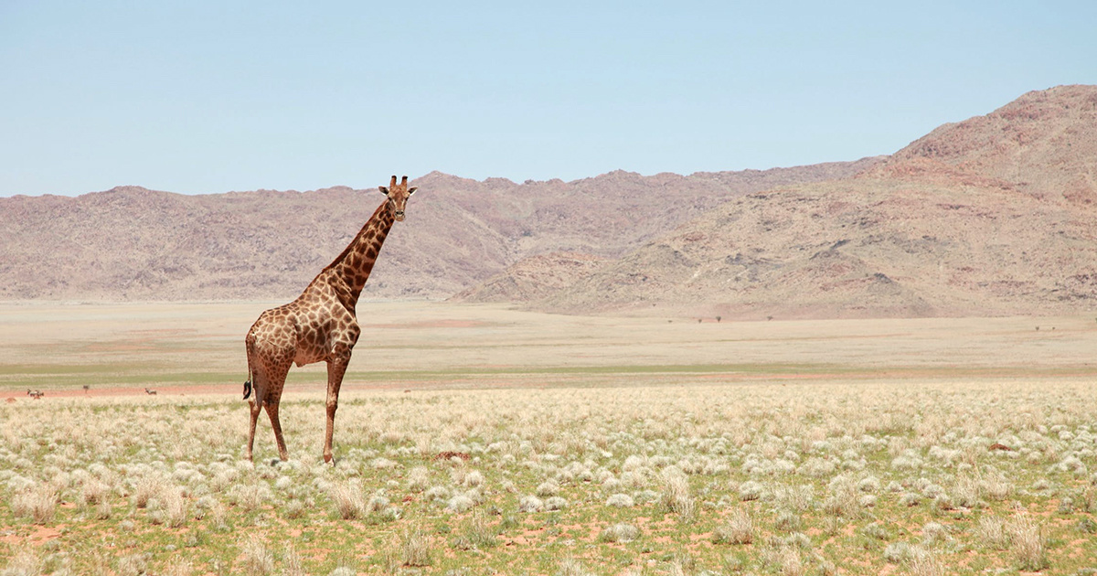 Green Groups Sue to Get Giraffes on Endangered Species List - EcoWatch