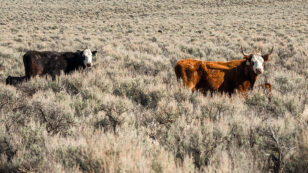 Yes, Eating Meat Affects the Environment, But Cows Are Not Killing the Climate