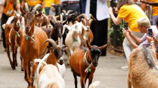 ‘They’re Baaaaack’: Goats Brought to NYC Park to Munch on Invasive Species