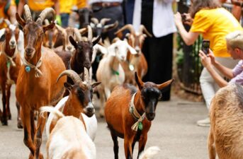 ‘They’re Baaaaack’: Goats Brought to NYC Park to Munch on Invasive Species