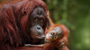 Surprising Study: Orangutans Are Only Non-Human Primates Who Can ‘Talk’ About the Past