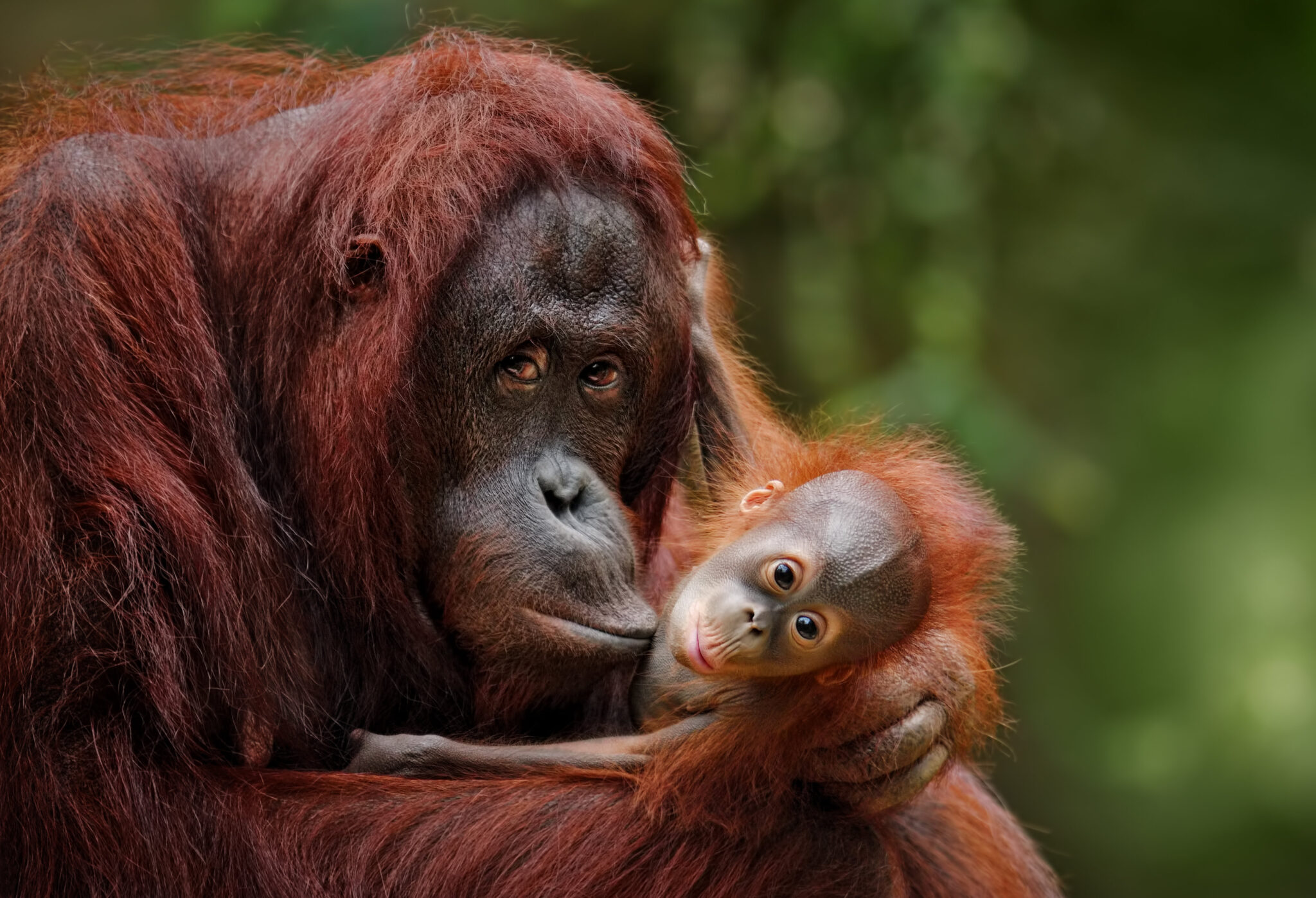 Surprising Study: Orangutans Are Only Non-Human Primates Who Can 'Talk' About the Past - EcoWatch