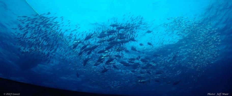 Schools of tuna in the Pacific. 