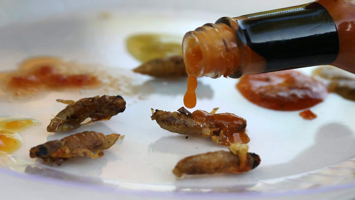 Pan-fried periodical cicadas are coated in hot sauce.