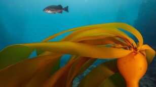 95% of Bull Kelp Forests Have Vanished From 200-Mile Stretch of California Coast