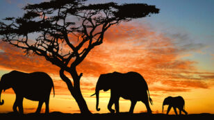 Paul Allen’s ‘Great Elephant Census’ Shows Catastrophic Decline in Africa