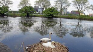 A Watershed Moment: How Boston’s Charles River Went From Polluted to Pristine