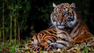 Rare and Pregnant Sumatran Tiger Killed by Hunter’s Trap