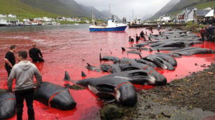 Hundreds of Whales and Dolphins Slaughtered in Annual Faroe Islands Hunt