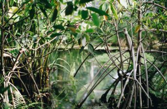 5 Reasons to Protect Mangrove Forests for the Future