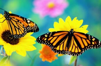 Trump Admin Delays Protecting Threatened Monarch Butterflies Until 2023