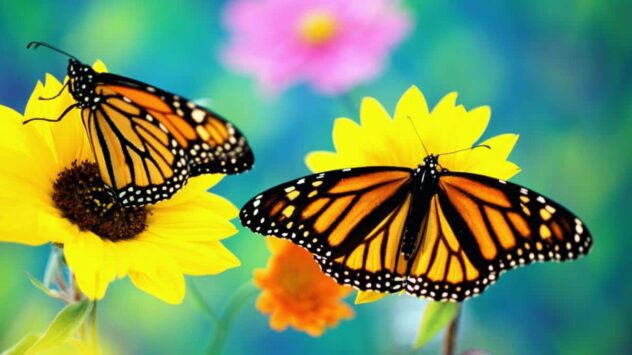 Trump Admin Delays Protecting Threatened Monarch Butterflies Until 2023