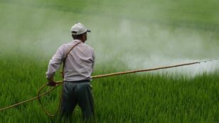 Trump Administration Asks Court to Re-Hear Case That Banned Chlorpyrifos