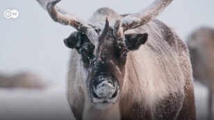 Reindeer and Their Nomadic Herders Face Climate Change