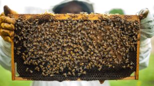 Honey Bees Can’t Practice Social Distancing, So They Stay Healthy in Close Quarters by Working Together