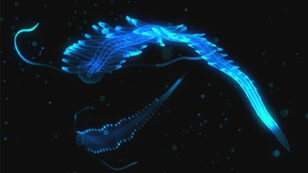 5 Incredible Species That Glow in the Dark