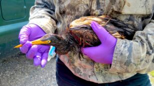 More Than 100 Birds Found Coated in Oil After Ida