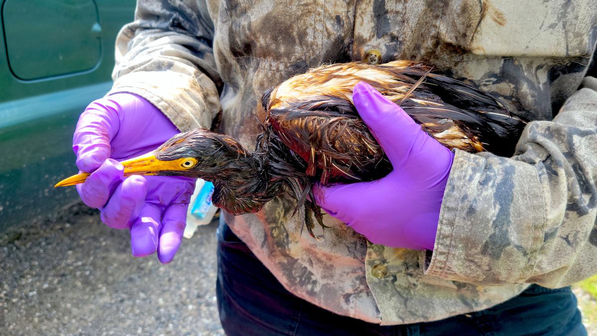 A Louisiana wildlife worker helps a heron covered in oil.