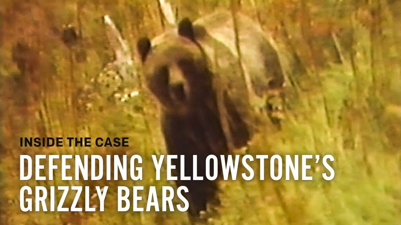 Judge Blocks First Yellowstone-Area Grizzly Hunt in 40 Years