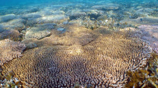 Hope for Great Barrier Reef? New Study Shows Genetic Diversity of Coral Could Extend Our Chance to Save It