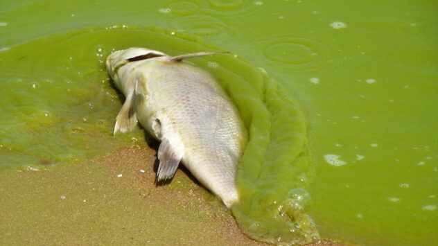 Glyphosate Sprayed on GMO Crops Linked to Lake Erie’s Toxic Algae Bloom