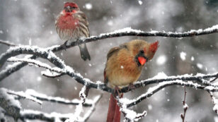 Is Winter Miserable for Wildlife?