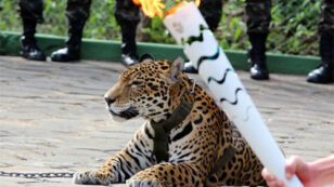 Jaguar Shot Dead After Olympic Torch Passing Ceremony in Brazil