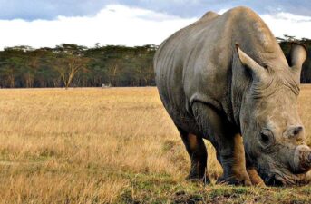 Disastrous Decision for Rhinos: South Africa’s Top Court Lifts Ban on Rhino Horn Sales
