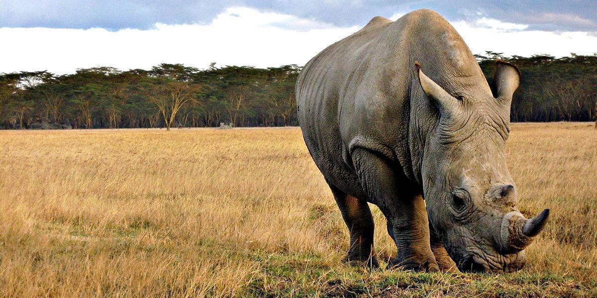 Disastrous Decision for Rhinos: South Africa’s Top Court Lifts Ban on Rhino Horn Sales