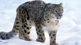 Snow Leopards Still Threatened by Consumer Demand for Skins and Body Parts