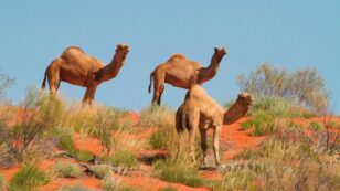 Up to 10,000 Camels Are Being Shot and Killed Amid Australia Drought
