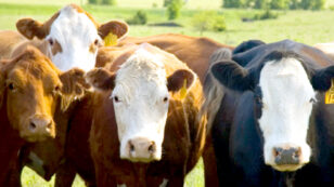 Sales of Antibiotics for Livestock Surges Despite Industry Pledges to Cut Back
