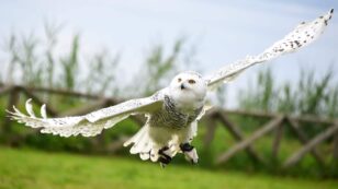 Snowy Owl Spotted in New York’s Central Park for First Time in 130 Years