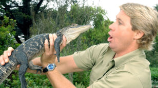 Google Honors Wildlife Conservationist Steve Irwin With Birthday Doodle