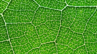 Bionic Leaf Turns Sunlight Into Liquid Fuel 10 Times Faster Than Nature