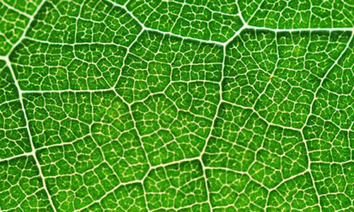Bionic Leaf Turns Sunlight Into Liquid Fuel 10 Times Faster Than Nature