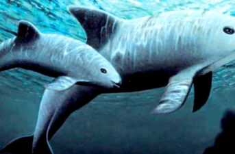 U.S. Navy-Trained Dolphins to Round Up Nearly Extinct Vaquita in Controversial Plan
