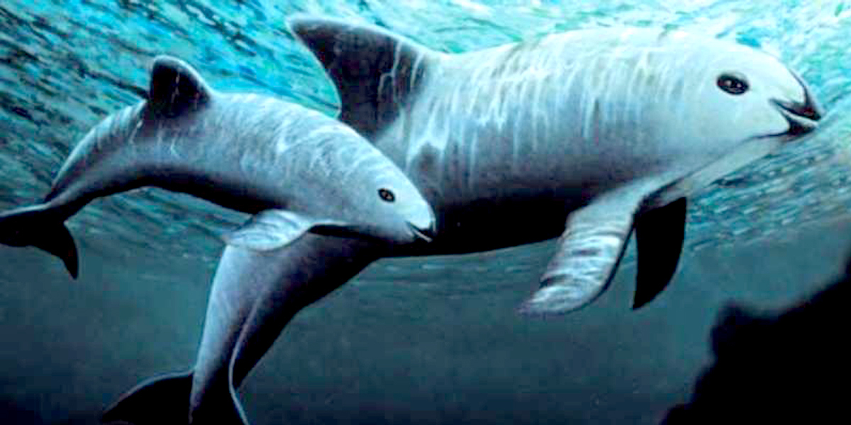 U.S. Navy-Trained Dolphins to Round Up Nearly Extinct Vaquita in Controversial Plan