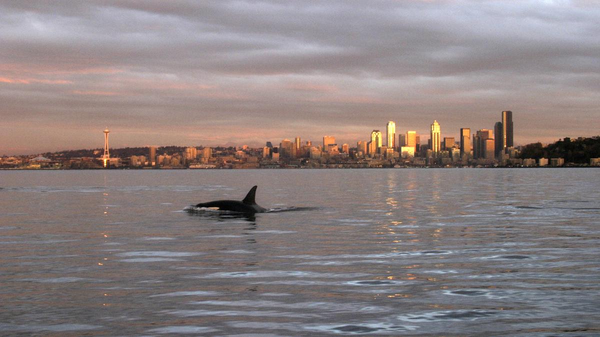 An orca whale swims in Elliott Bay with the Seattle, Washington, skyline in the background.