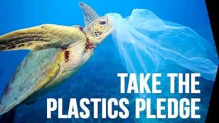 6 Plastic Bag Bans Making a Huge Difference