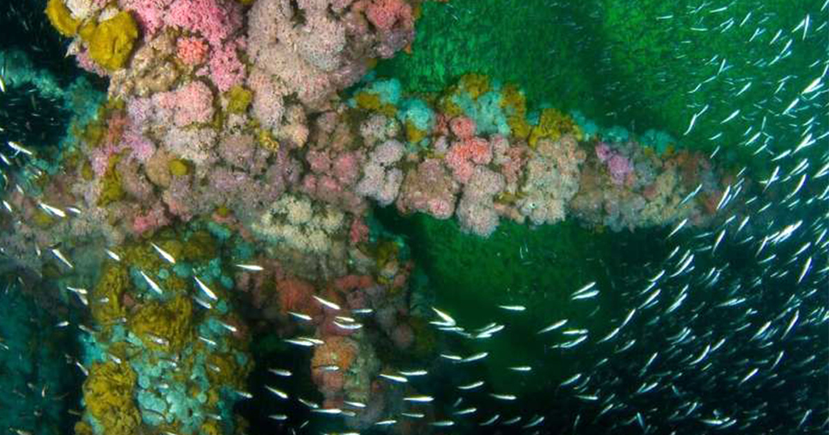 Retired Oil Rigs off the California Coast Could Find New Lives as Artificial Reefs