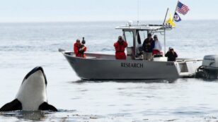 With Just 76 Orcas Left, Washington Gov. Orders Protections for Beloved Killer Whales