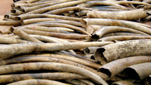 Hong Kong Ivory Seizure Largest in 30 Years