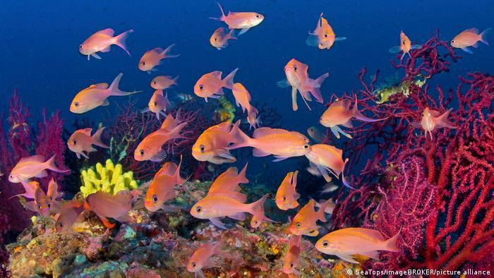 coral reef and fish in ocean 