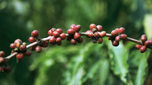 60% of Wild Coffee Species at Risk for Extinction