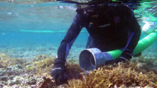 Researchers Use Technology and Nature to Save Hawaii’s Coral Reefs From Invasive Algae