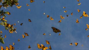Monarch Butterflies’ Spectacular Migration Is at Risk – An Ambitious Plan Aims to Save It